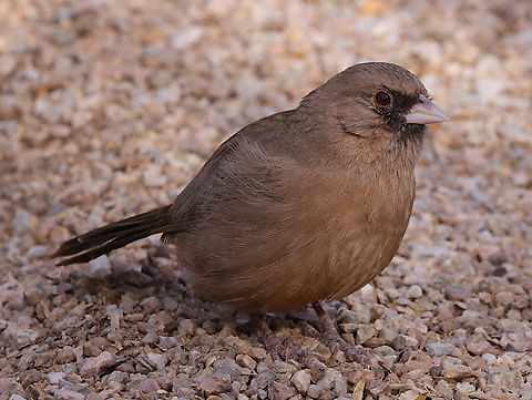 AlbertsTowhee or Melozone aberti  Aberts towhee,Fall,Geotagged,Melozone aberti,United States