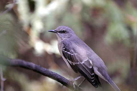 Northern Mockingbird or Mimus polyglottos  Fall,Geotagged,Mimus polyglottos,Northern mockingbird,United States