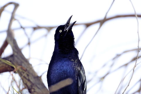 Great-tailed Grackle male or Quiscalus mexicanus Very noisey and is not afraid of most people and other birds Fall,Geotagged,Great-tailed Grackle,Quiscalus mexicanus,United States