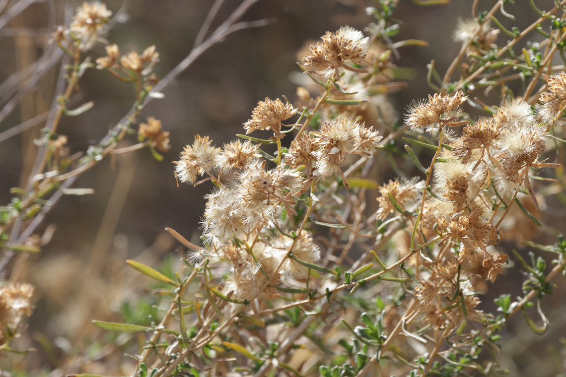 Solitary leaved alkali goldenbush or Isocoma acradenia <figure class="photo"><a href="https://www.jungledragon.com/image/164827/solitary_leaved_alkali_goldenbush_or_isocoma_acradenia.html" title="Solitary leaved alkali goldenbush or Isocoma acradenia"><img src="https://s3.amazonaws.com/media.jungledragon.com/images/5803/164827_thumb.JPG?AWSAccessKeyId=05GMT0V3GWVNE7GGM1R2&Expires=1770854410&Signature=KBKwBJCPCWFf013tGjyQ7nLCaFs%3D" width="200" height="134" alt="Solitary leaved alkali goldenbush or Isocoma acradenia  Fall,Geotagged,Isocoma acradenia,United States" /></a></figure> Fall,Geotagged,Isocoma acradenia,United States