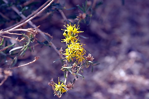 Solitary leaved alkali goldenbush or Isocoma acradenia  Fall,Geotagged,Isocoma acradenia,United States