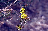 Solitary leaved alkali goldenbush or Isocoma acradenia  Fall,Geotagged,Isocoma acradenia,United States