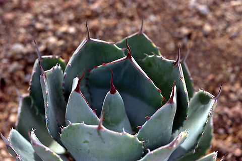 Artichoke Agave or Agave Parryi Var. Truncata  Agave parryi,Geotagged,Parry's Agave,United States