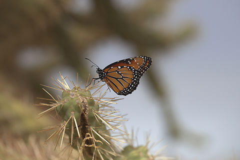 Queen butterfly or Danaus gilippus  Arizona,Danaus gilippus,Danaus plexippus,Geotagged,Queen