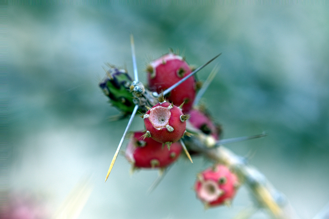 Christmas Cholla or Cylindropuntia leptocaulis 5 stacked images at .5X<br />
PMax Cylindropuntia leptocaulis