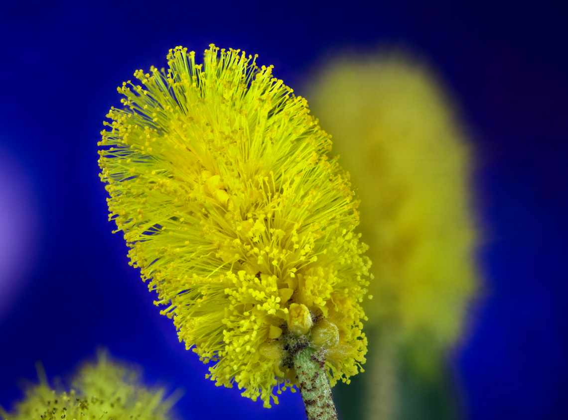 Leather Leaf Acacia flower or Acacia Craspedocarpa 1.3X, 20 images  Acacia craspedocarpa,Fall,Geotagged,Hop mulga,United States