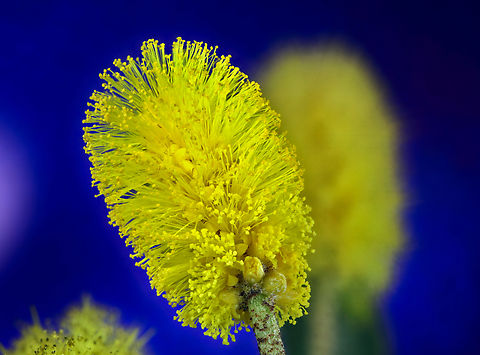 Leather Leaf Acacia flower or Acacia Craspedocarpa 1.3X, 20 images Acacia craspedocarpa,Fall,Geotagged,Hop mulga,United States