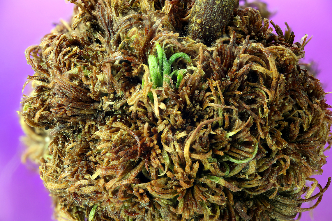 Creosote midge gall or Asphondylia auripila on cresosote bush This gall on the creosote bush is caused by a small non descript fly or midge. When first created by the midge, the ball is all green with small leaf florets. As the weather drys it out it all turns brown and crusty.<br />
2x, 68 merged images. Arizona,Asphondylia auripila,Creosote bush,Creosote gall midge