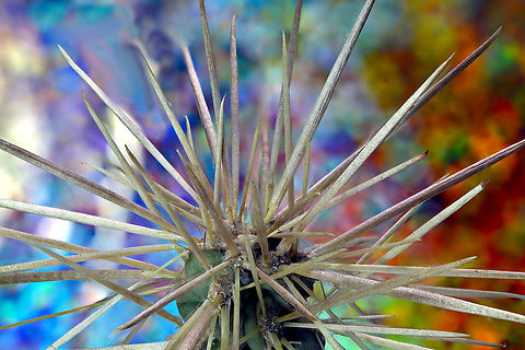Silver Cholla or Cylindropuntia echinocarpa This cactus has spines  similar to porcupine quills, with shingled, overlapping barbs. They attach very easily and almost appear to jump out  at your clothes, flesh and hair. That is why it is often called jumping cactus. These barbs puncture flesh and catch in it more easily than non-barbed spines. 
https://youtu.be/o94JO2SVD8E
Each spine has a silvery, papery sheath that loosely covers them.The theory of the sheeth is that it reflects sunlight, collects moisture and may even make it more difficult for animals to grip the spines with their mouth.
You may ask what animals could possibly eat these very spiney plants with needle sharp spines.

The silver cholla (Cylindropuntia echinocarpa) is a spiny cactus native to the arid regions of the southwestern United States and northern Mexico. Despite its spiny defense, it is consumed by several animals adapted to desert environments. Here are some animals known to eat silver cholla:

1. Desert Tortoises
Desert tortoises (e.g., Gopherus agassizii) eat the pads, flowers, and fruit of the silver cholla. They are adapted to handle the spines thanks to their tough mouths.
2. Rodents
Certain rodents, like packrats (Neotoma spp.) and kangaroo rats (Dipodomys spp.), may eat the fruits of the silver cholla. Packrats, in particular, are known to build nests using pieces of cactus and may nibble on them.
3. Birds
Birds such as the Gambel's quail (Callipepla gambelii) and other desert-dwelling birds may eat the seeds or fruits when available.
4. Ungulates
Mule deer (Odocoileus hemionus) and bighorn sheep (Ovis canadensis) may occasionally feed on the fruits or stems of silver cholla, especially during times of scarcity, when other food sources are limited.
5. Insects
Certain insects, like beetles and ants, may feed on the flowers or fruits of the cholla, though this is less common.

190 merged mages at 0.75X  Cylindropuntia echinocarpa,Cylindropuntia exhinocarpa