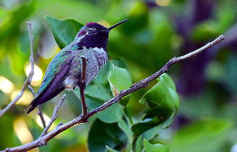 Annas's Hummingbird or Calypte anna  Airzona,Annas hummingbird,Calypte anna,Fall,Geotagged,United States