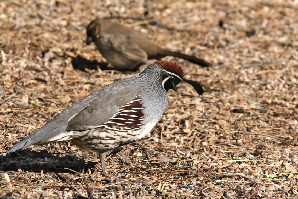 Gambels quail or Callipepla gambelii  Callipepla gambelii,Gambels quail,Geotagged,United States,Winter