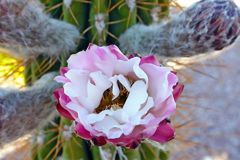 Argentine Saguaro or Echinopsis terscheckii Technically is not a saguaro, but a cardon. Argentine saguaro got its nickname from its similar appearance to the familiar saguaro native to the Sonoran Desert.
The Argentine saguaro has darker and much longer spines with branches usually being lower to the ground. It takes about 50 years for the common saguaro to grow but the  Argentine saguaro grows much more quickly (12-18 inches a year) and tolerates cooler temperatures down to 5&deg;F for short periods.
5N4A8750 Arizona,Echinopsis terscheckii,Fall,Geotagged,Leucostele terscheckii,Saguaro Cactus