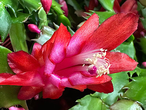 Zygo cactus or Schlumbergera russelliana Is not a true cactus and is a common houseplant especially around Christmas.  
7016 Fall,Geotagged,Schlumbergera russelliana,United States;Arizona