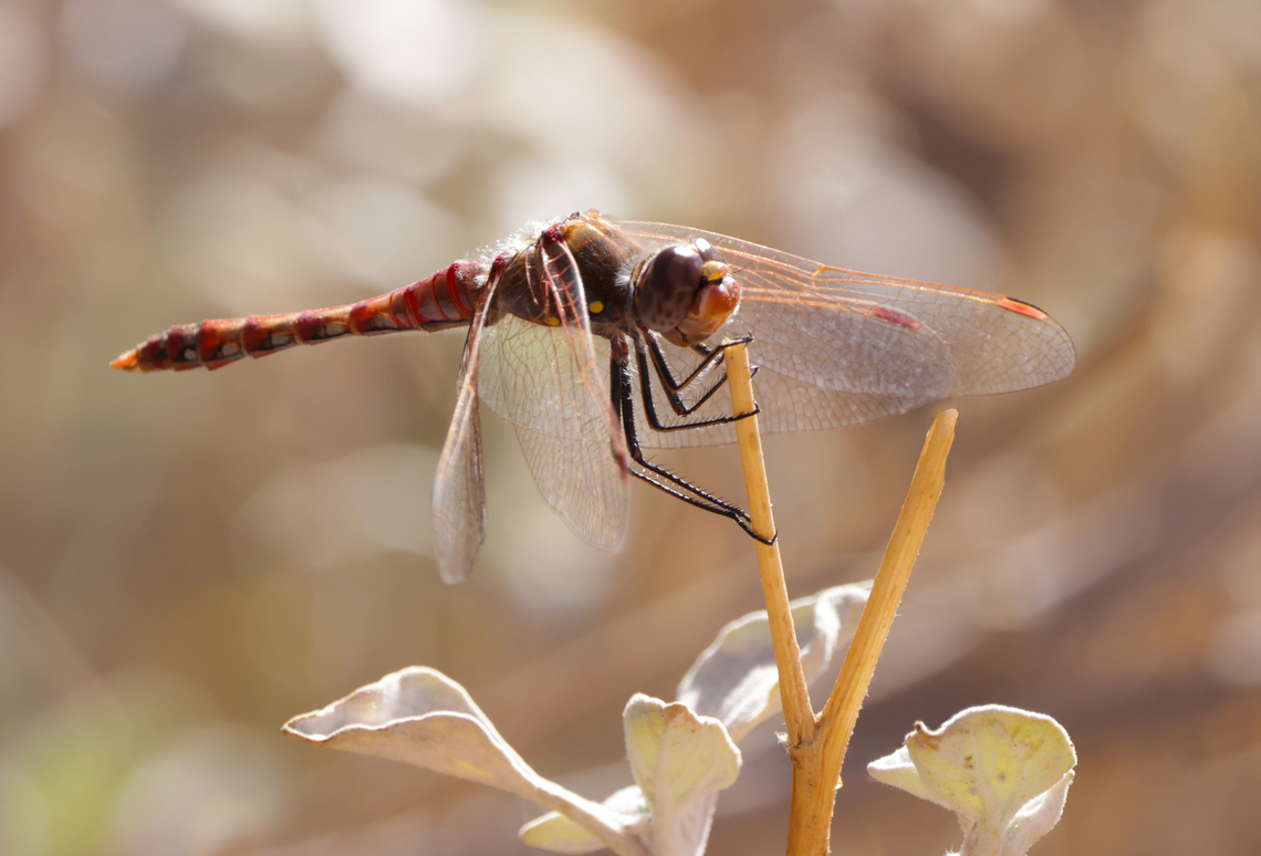 Variegated Meadowhawk or Sympetrum corruptum 5N4A8865 Arizona,Fall,Geotagged,Sympetrum corruptum,United States,Variegated meadowhawk