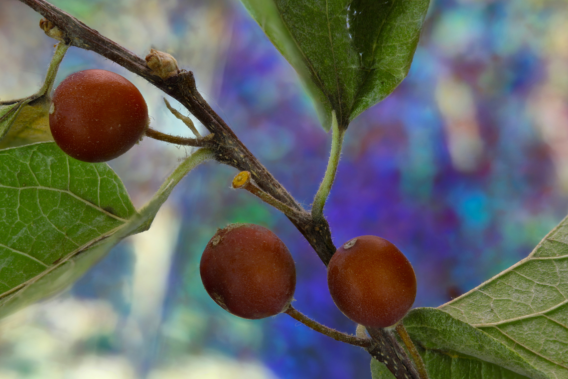 Netleaf hackberry or Celtis reticulata 1x macro, 73 stacked images Celtis reticulata,Fall,Geotagged,Netleaf hackberry or Celtis reticulata,United States
