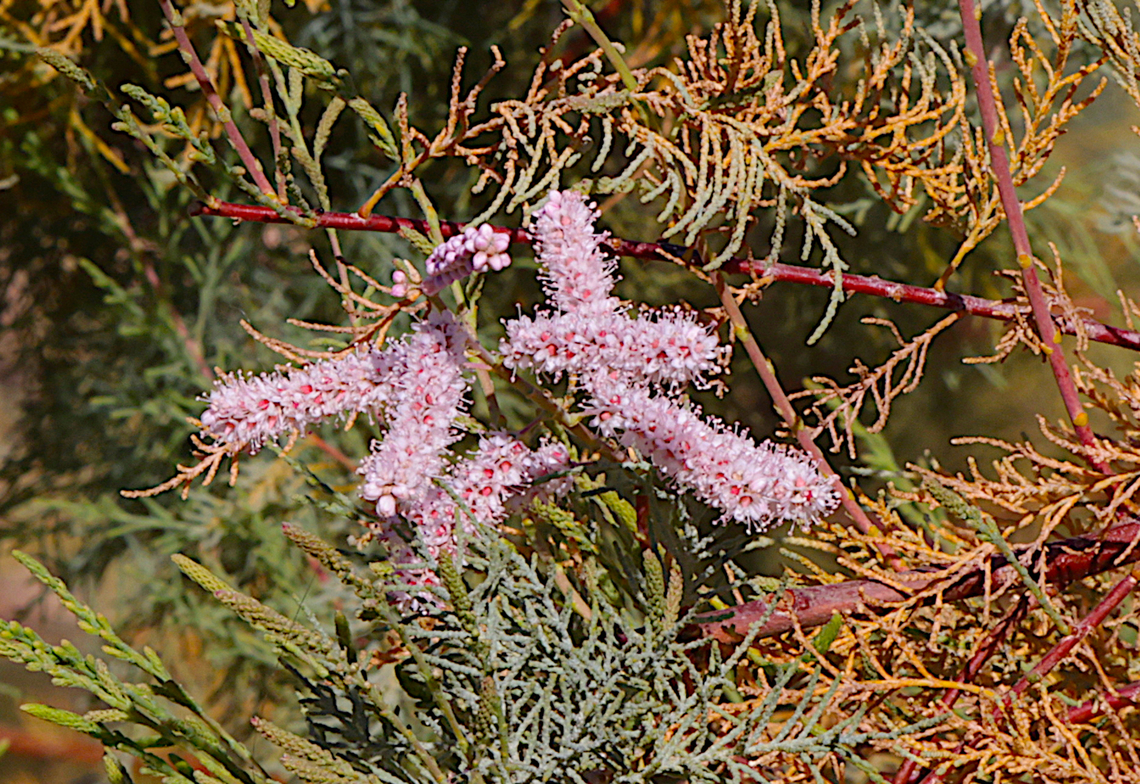 Saltcedar or Tamarix chinensis Saltcedar or Tamarix chinesis<br />
Tamarisks are extremely invasive in riparian communities, often nearly completely replacing native vegetation with impenetrable thickets. They are extremely competitive against native vegetation because they use much of the water. They also gather salt in their foliage, and where flooding does not flush out soil salts the leaf litter increases the salinity of soil surfaces. Dense stands of saltcedars support lesser biodiversity than the natural communities they displace.<br />
<br />
Saltcedar displaces native vegetation, such as willows and cottonwoods, in riparian ecosystems, and is generally less valuable to wildlife than the native communities that it replaces. Dense stands of tamarisk have caused local flooding by impeding water flow at high water stages. It also decreases the available water to other plants by having deep roots that can tap into ground water more efficiently than native plants. Saltcedar trees need large amounts of water to grow, thus the presence of a dense stand of trees can actually lower the local water table.<br />
<br />
A secondary effect of tamarisk invasion is the increased frequency of fire in impacted areas. Areas with this species are more prone to fire because tamarisk contributes to a heavy fuel load on the ground beneath them. The fire tolerance of saltcedar coupled with the fire intolerance of many native shrubs effectively leads to saltcedar dominance in a relatively short period of time.<br />
5N4A9195 Fall,Geotagged,Tamarix chinensis,United States