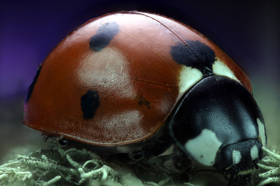 Satellite Lady Beetle or Coccinella difficilis Larval and adult Ladybugs act both as predators, prey and parasitic hosts in food webs. The majority of coccinellids are carnivorous and predatory, typically preying on insects like aphids, scale insects, whiteflies, psyllids and adelgids. Some species feed on the larvae of moths and other beetles, as well as mites. Since much of their prey are agricultural pests, coccinellids are considered to be beneficial insects.<br />
4x at 17 steps<br />
<figure class="photo"><a href="https://www.jungledragon.com/image/166106/ladybug_or_coccinella_difficilis.html" title="Ladybug or Coccinella difficilis"><img src="https://s3.amazonaws.com/media.jungledragon.com/images/5803/166106_thumb.jpg?AWSAccessKeyId=05GMT0V3GWVNE7GGM1R2&Expires=1759968010&Signature=RTGVNVg85UQaVg6Xh6kkJly7Sxs%3D" width="200" height="134" alt="Ladybug or Coccinella difficilis  4.5x at 71 steps  Coccinella difficilis,Geotagged,Satellite Lady Beetle,United States,Winter" /></a></figure> Coccinella difficilis,Geotagged,Satellite Lady Beetle,United States,Winter