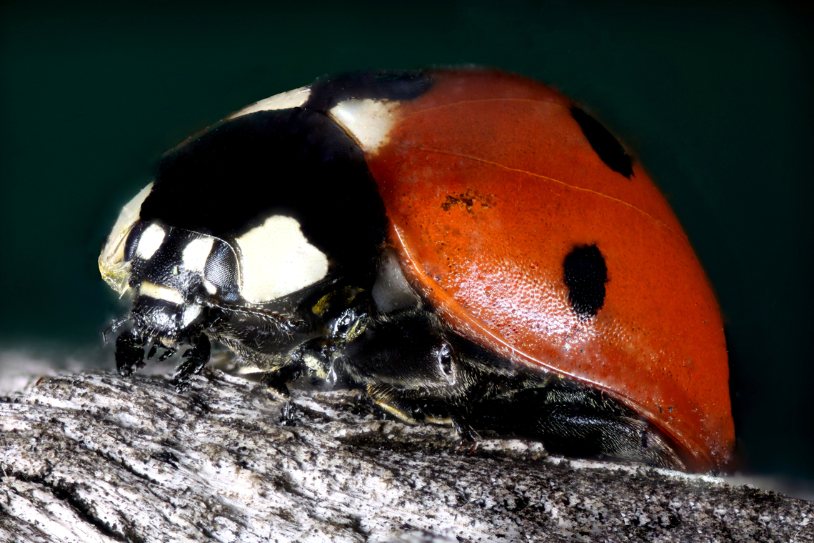 Ladybug or Coccinella difficilis  4.5x at 71 steps  Coccinella difficilis,Geotagged,Satellite Lady Beetle,United States,Winter