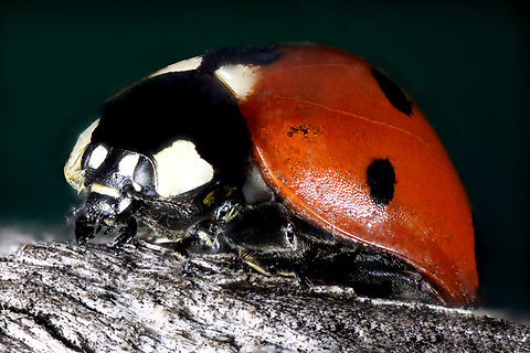 Ladybug or Coccinella difficilis  4.5x at 71 steps  Coccinella difficilis,Geotagged,Satellite Lady Beetle,United States,Winter