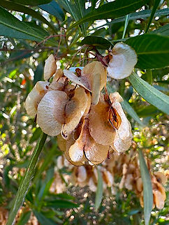 Hopbush or Dodonaea viscose  Dodonaea viscosa,Dodonaea viscose,Geotagged,United States