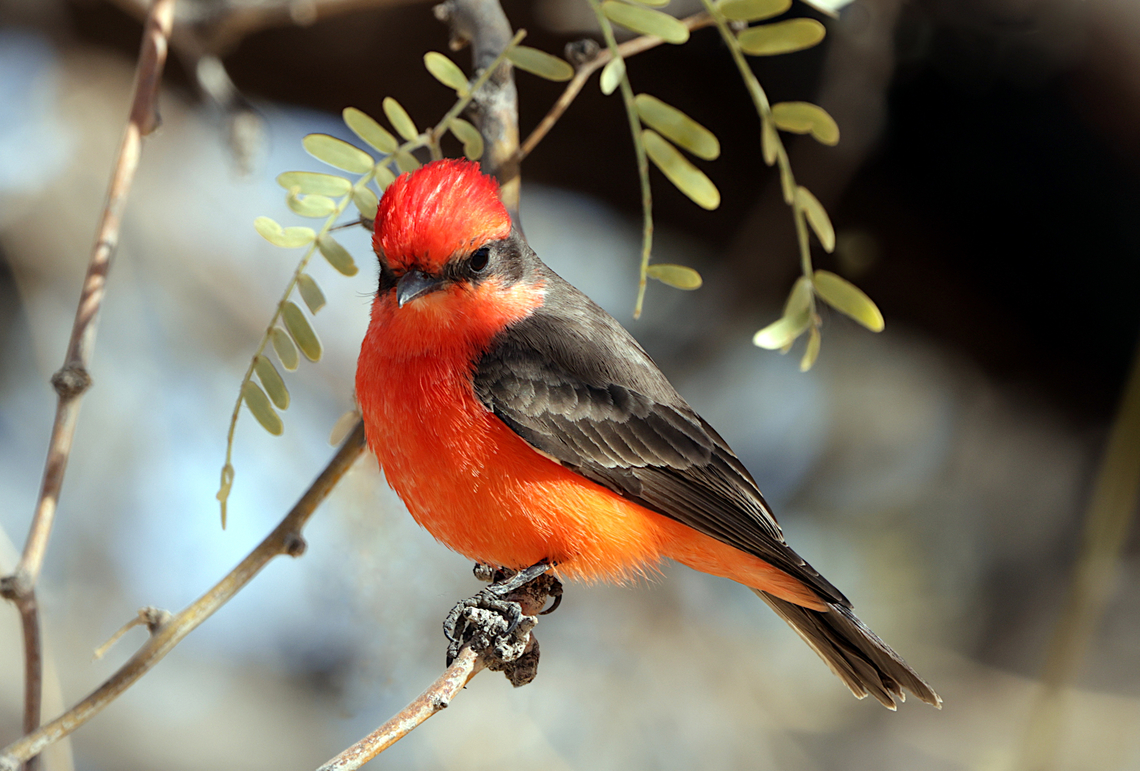 Vermilion Flycatcher male or Pyrocephalus rubinus 5N4A9321 Arizona,Geotagged,Pyrocephalus rubinus,Scarlet flycatcher,United States,Winter
