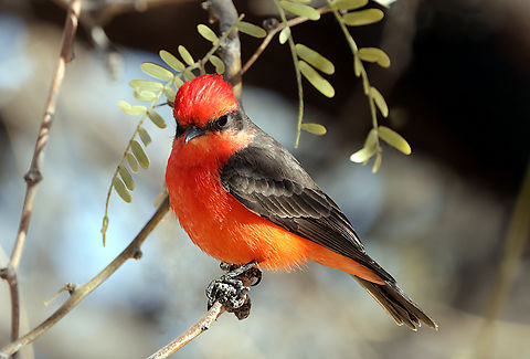 Vermilion Flycatcher male or Pyrocephalus rubinus 5N4A9321 Arizona,Geotagged,Pyrocephalus rubinus,Scarlet flycatcher,United States,Winter
