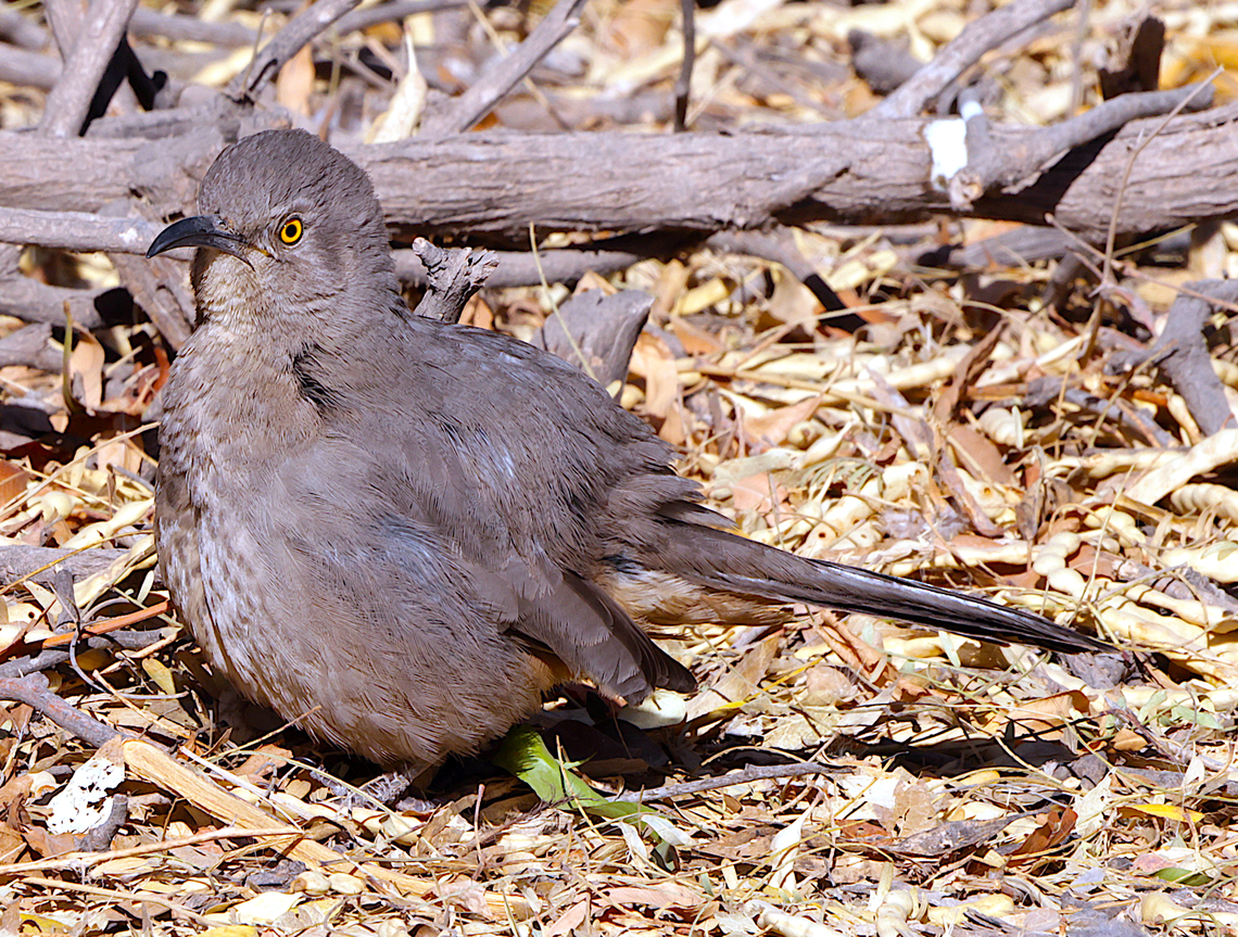Curved-billed Thrasher or Toxostoma curvirostre  Curve-billed thrasher,Geotagged,Toxostoma curvirostre,United States,Winter
