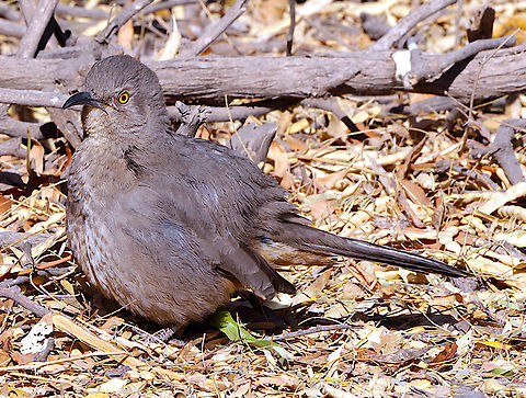 Curved-billed Thrasher or Toxostoma curvirostre  Curve-billed thrasher,Geotagged,Toxostoma curvirostre,United States,Winter