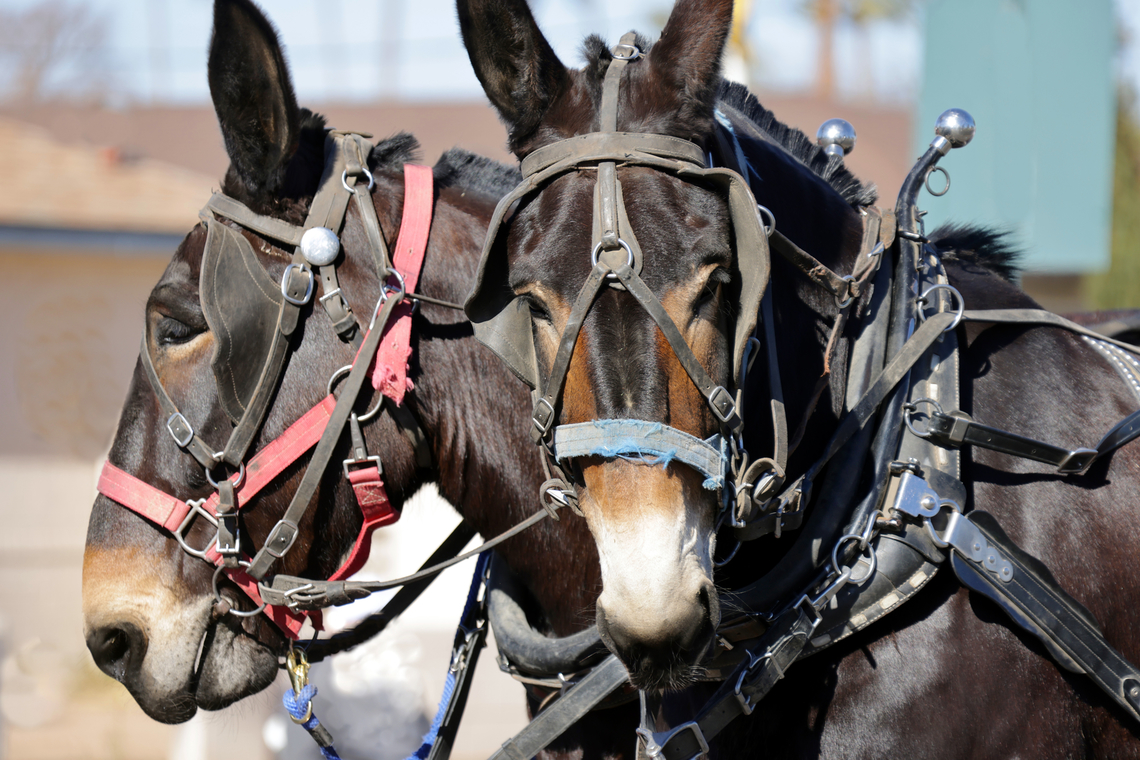 Mule or Equus mulus Mules are hybrids produced from a male donkey and a female horse, while hinnies come from a male horse and a female donkey. Mules are generally larger and more common, whereas hinnies are smaller and less frequently seen. Equus asinus × caballus,Geotagged,Mule,United States,Winter