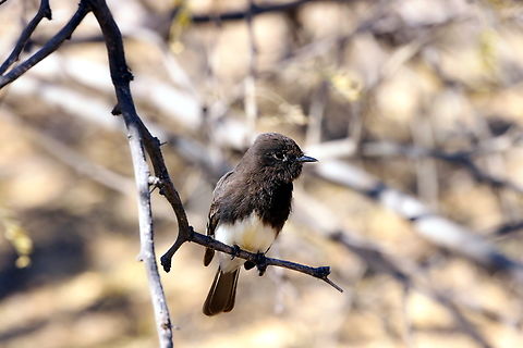 Black Phoebe or Sayornis nigricans One of its key distinguishing features is the upside-down white V-shape on its chest. Black phoebe,Geotagged,Sayornis nigricans,United States,Winter