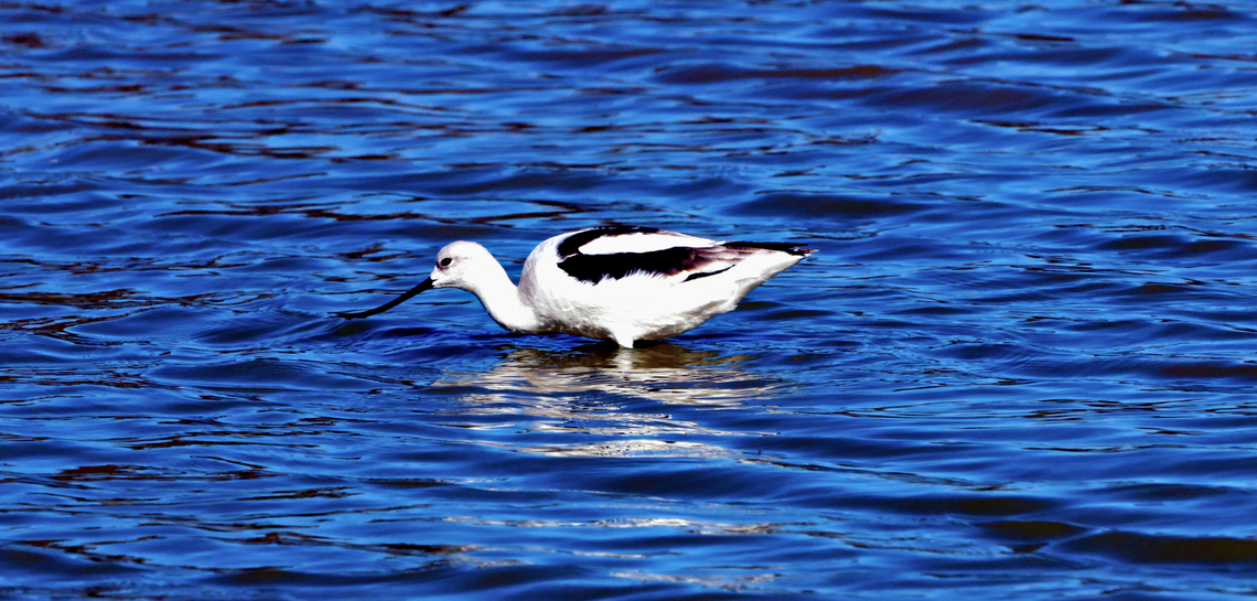 American Avocet or Recurvirostra americana  American avocet,Geotagged,Recurvirostra americana,United States,Winter