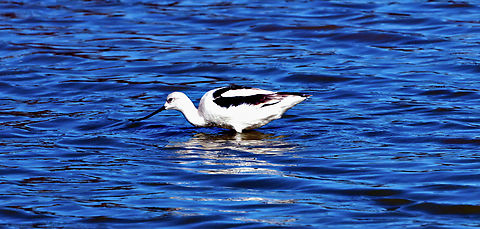 American Avocet or Recurvirostra americana  American avocet,Geotagged,Recurvirostra americana,United States,Winter