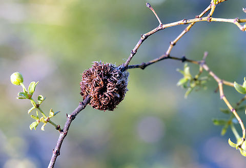 Creosote gall or Larrea tridentata gall caused by the Asphondylia auripila midge This is a round-shaped gall about the size of a walnut and is very common on the stems of the creosote bush. These galls are caused by a gnat-like insect known as the creosote gall midge. The larvae of the midge live in these galls. The younger galls are often green and the older galls are brown. Asphondylia auripila,Creosote gall midge,Geotagged,United States,Winter