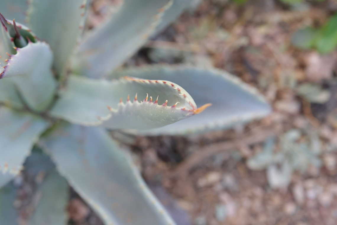 Dragon Toes Agave or Agave pygmaea <figure class="photo"><a href="https://www.jungledragon.com/image/166983/dragon_toes_agave_or_agave_pygmaea.html" title="Dragon Toes Agave or Agave pygmaea"><img src="https://s3.amazonaws.com/media.jungledragon.com/images/5803/166983_thumb.jpg?AWSAccessKeyId=05GMT0V3GWVNE7GGM1R2&Expires=1759968010&Signature=9efaFh8II%2Bf5%2FxoXuEDEkML9jAs%3D" width="200" height="138" alt="Dragon Toes Agave or Agave pygmaea  Agave pygmaea,Geotagged,United States,Winter" /></a></figure> Agave pygmaea,Geotagged,United States,Winter