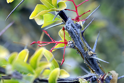 Ocotillo or Fouquieria splendens The new budding stems on the Ocotillo plant (Fouquieria splendens) are red for several biological and ecological reasons:
Protection from UV Radiation:
Young stems are more sensitive to sunlight. The red pigmentation often comes from anthocyanins, which can protect the plant from harmful UV rays by acting as a natural sunscreen.

Deterrent to Herbivores:
The bright red color may serve as a visual warning to herbivores that the new growth is tough, potentially unpalatable, or chemically protected.

Temperature Regulation:
Red pigments can help regulate the absorption of heat. This is especially beneficial in the Ocotillo's native desert environment, where temperatures can fluctuate dramatically.

Photosynthesis Support:
While new stems are still developing their full complement of chlorophyll (green pigment), anthocyanins can help by absorbing additional wavelengths of light, aiding in energy capture until the stem turns green.

This red coloration usually fades as the stems mature and develop a more chlorophyll-rich, green hue, making them more efficient for photosynthesis. Fouquieria splendens,Geotagged,Ocotillo,United States,Winter