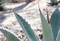 Dragon Toes Agave or Agave pygmaea  Agave pygmaea,Geotagged,United States,Winter