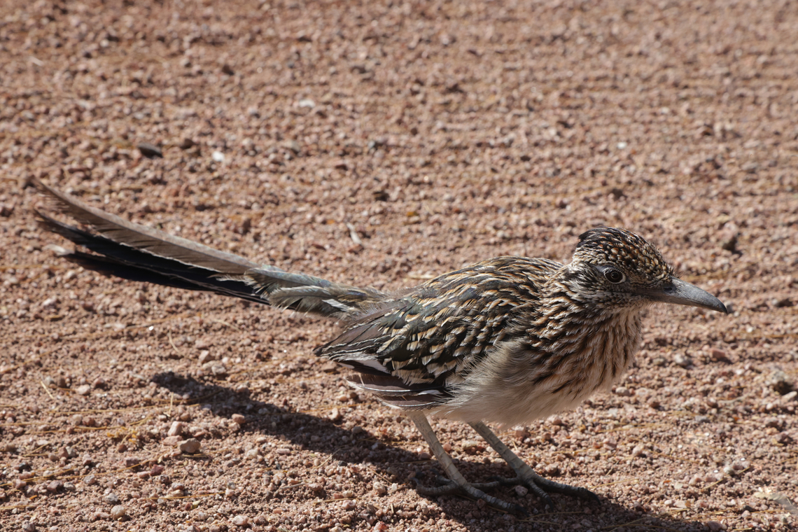 Greater Roadrunner or Geococcyx californianus This bird was not afraid of me and was within 3 feet. It was probably interested in the camera click as I took pictures, thinking it was something to eat. Geococcyx californianus,Geotagged,Greater Roadrunner,United States,Winter