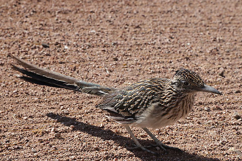 Greater Roadrunner or Geococcyx californianus This bird was not afraid of me and was within 3 feet. It was probably interested in the camera click as I took pictures, thinking it was something to eat. Geococcyx californianus,Geotagged,Greater Roadrunner,United States,Winter