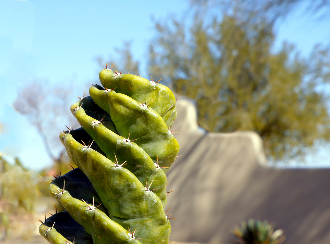 Spiral Cactus or Twisted Cereus or Cereus forbesil 5N4A0330 Cereus forbesii,Cereus forbesil,Geotagged,United States,Winter