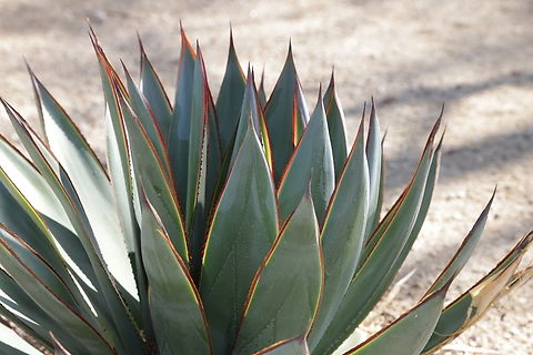 Blue Glow Agave or Agave Blue Glow a hybrid between Agave attenuata and Agave ocahui Geotagged,United States,Winter