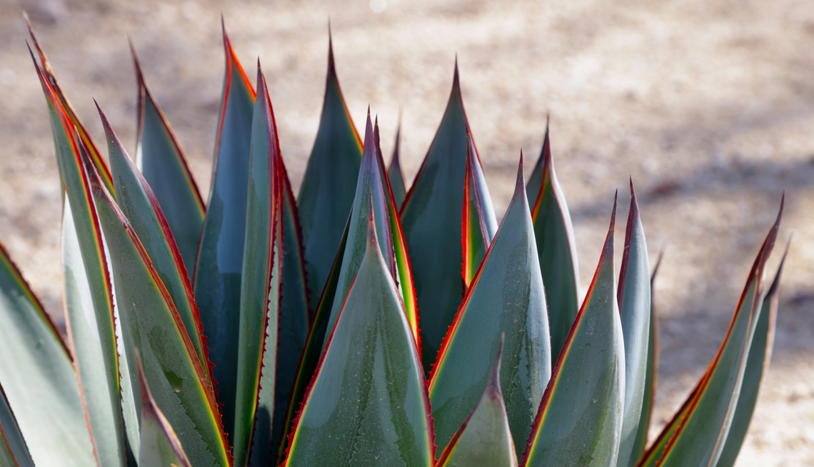 Blue Glow Agave or Agave Blue Glow A hybrid between Agave attenuata and Agave ocahui<br />
The sun from the side highlighted the red, pink, chartreuse, green, yellow, and blueish colors along each leaf, or "pencas" in Spanish. I have seen this several times but today the sun was just right to catch my eye. Blue Glow Agave,Geotagged,United States,Winter