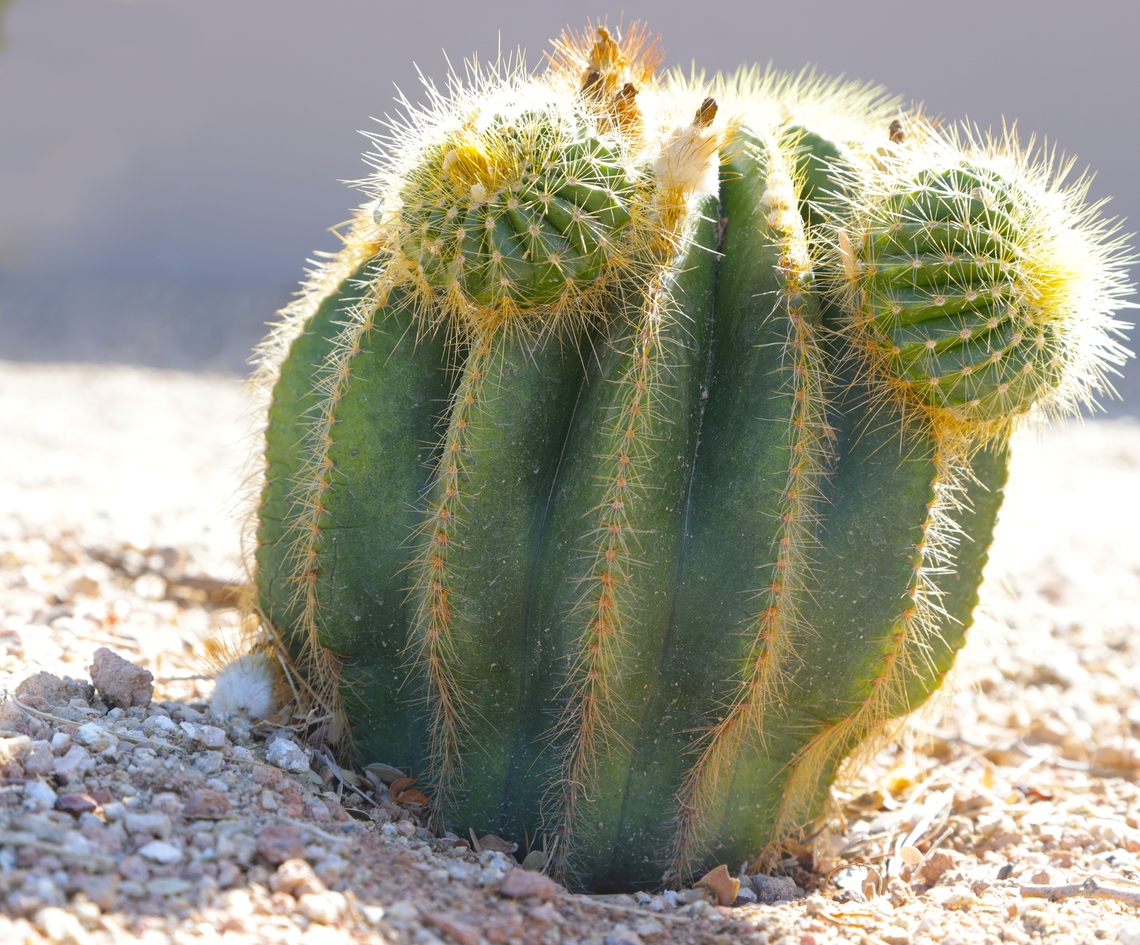 Straight-Spined Barrel cactus or Parodia Magnifica  Emory's Barrel Cactus,Ferocactus emoryi,Geotagged,Parodia Magnifica,Parodia magnifica,United States,Winter