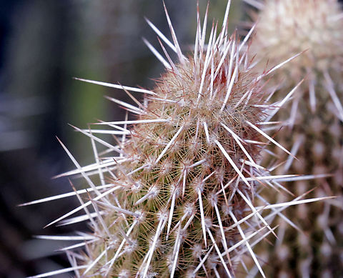 Haageocereus acranthus What intrigued me about this cactus was the underlying lattice of small spines underneath the larger white spines. Geotagged,Haageocereus acranthus,United States,Winter