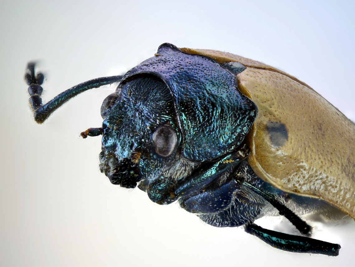 Labidostomis humeralis Native to Europe. From a collection.<br />
2.5X at 87 merged shots<br />
<figure class="photo"><a href="https://www.jungledragon.com/image/167235/labidostomis_humeralis.html" title="Labidostomis humeralis"><img src="https://s3.amazonaws.com/media.jungledragon.com/images/5803/167235_thumb.jpg?AWSAccessKeyId=05GMT0V3GWVNE7GGM1R2&Expires=1759968010&Signature=T7wkPTZFgoO4F5OdYauUMyoClfE%3D" width="200" height="134" alt="Labidostomis humeralis No common name. Native to Europe. From a collection<br />
4x, 303 merged images Geotagged,Labidostomis humeralis,United States,Winter" /></a></figure><br />
 Geotagged,Labidostomis humeralis,United States,Winter