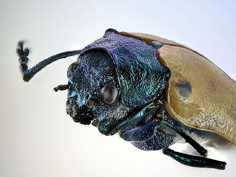 Labidostomis humeralis Native to Europe. From a collection.
2.5X at 87 merged shots
https://www.jungledragon.com/image/167235/labidostomis_humeralis.html
 Geotagged,Labidostomis humeralis,United States,Winter