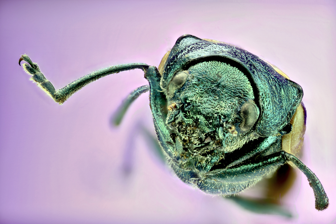 Labidostomis humeralis No common name. Native to Europe. From a collection<br />
4x, 303 merged images Geotagged,Labidostomis humeralis,United States,Winter