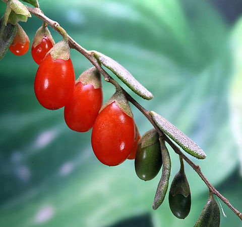 Gogi berry or Lycium barbarum 84 stacked images Geotagged,Lycium barbarum,Matrimony Vine,United States,Winter