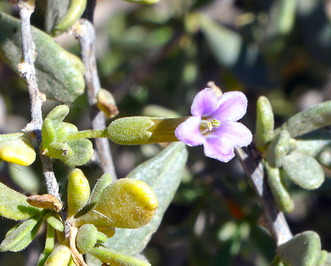Gogi Berry or Lyciumbar barum  Geotagged,Lycium barbarum,Lyciumbar barum,United States,Winter