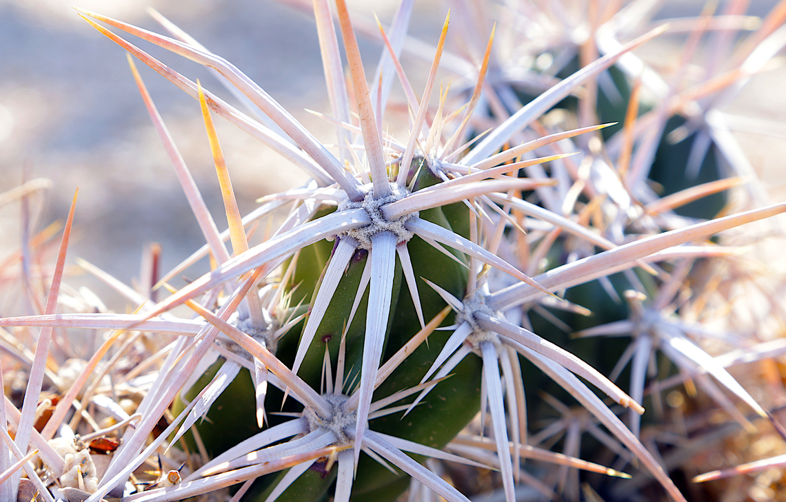 Club Cholla or Grusonia invicta  Geotagged,Grusonia invicta,United States,Winter