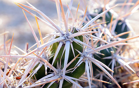 Club Cholla or Grusonia invicta  Geotagged,Grusonia invicta,United States,Winter